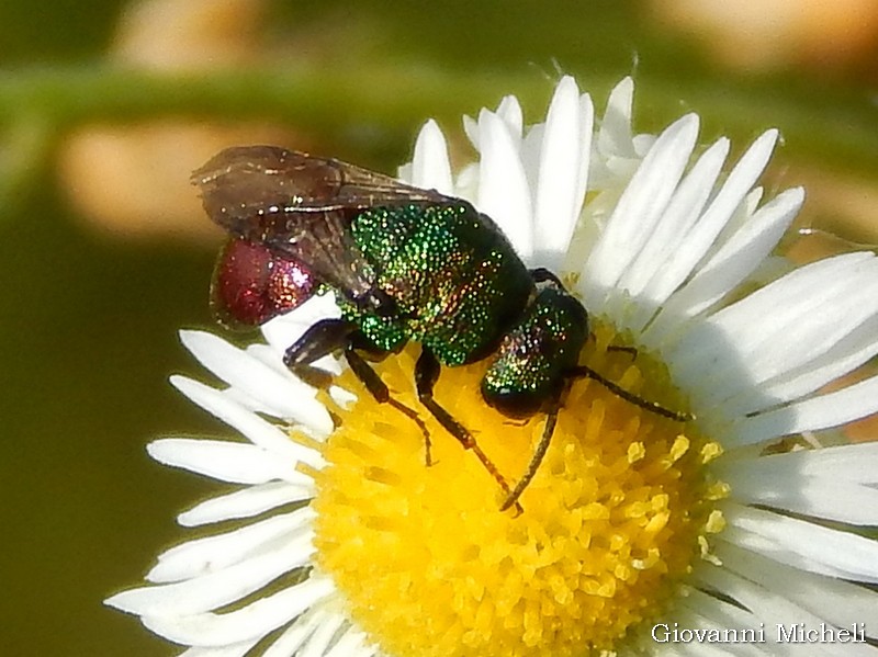 Chrysididae: Hedychrum cfr. niemelai m. (foto 1 e 2) e H. rutilans m. e f. (3 e 4)